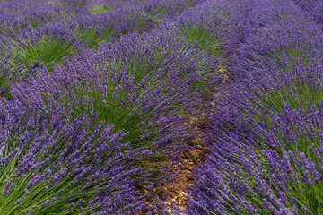 Fototapeta na wymiar fields of blooming lavender flowers in Provence, France