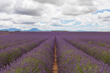 Naklejka na ściany i meble fields of blooming lavender flowers in Provence, France
