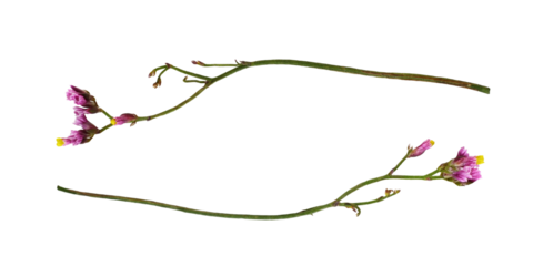 Set of twigs of pink limonium flowers isolated on white or transparent background