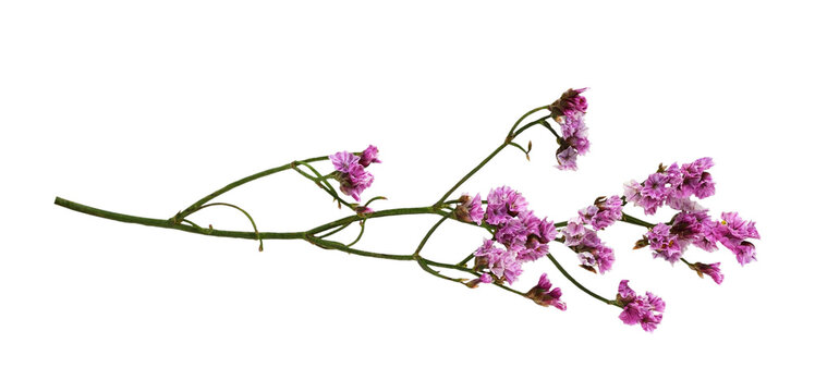 Twig of pink limonium flowers isolated on white or transparent background
