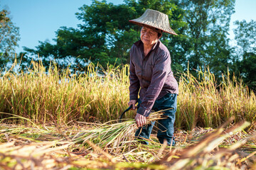 A  seniors Asian woman farmer harvesting rice in a field, rice plants in golden yellow in rural Thailand