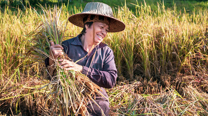 Naklejka na ściany i meble A Happy senior Asian woman farmer smiling harvesting rice in a field, rice plants in golden yellow in rural Thailand