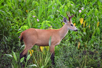 cervo do pantanal