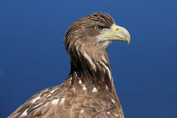 A portrait of a White-tailed Eagle against a blue sky

