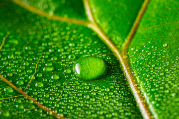 macrophotograph of a dewy tropical leaf - leaf in the detail