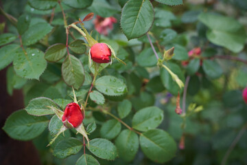 Blooming red rose flower with dew drops after rain