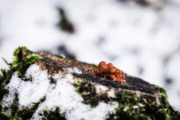 small mushrooms tree stump winter