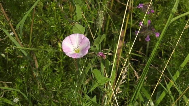 Southern Urals, flowering field bindweed (Convolvulus arvensis) in the field.