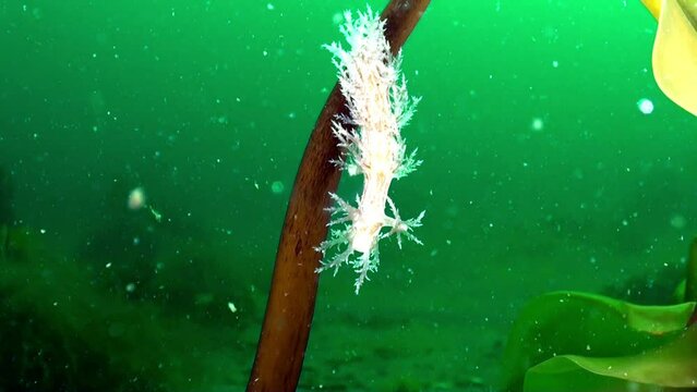 Hydroid cordylophora caspia in Barents Sea. In addition to abundance of marine life, seabed is also distinguished by variety of landscapes, including sandy.