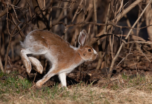 Snowshoe hare running through the meadow in spring in Canada