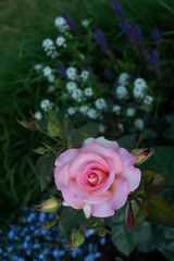 Fototapeta na wymiar Beautiful pink roses Adesmano Andre Eve