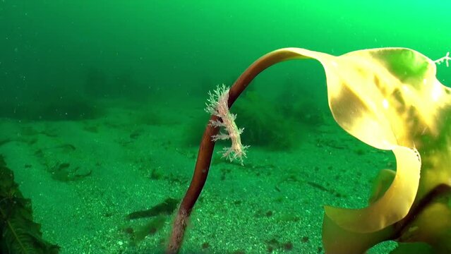 Hydroid cordylophora caspia on seaweed in Barents Sea. In addition to abundance of marine life, seabed is also distinguished by variety of landscapes, including sandy.