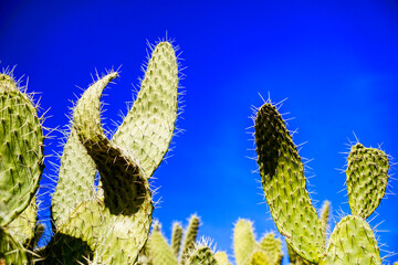 Upper parts of cacti against a blue sky as background