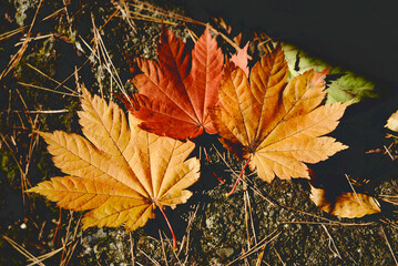秋　紅葉　山の中　煌めく
