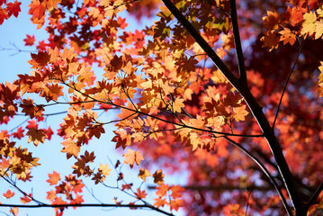秋　紅葉　山の中　煌めく
