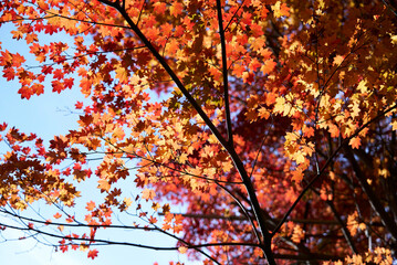 秋　紅葉　山の中　煌めく
