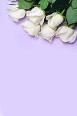 vertical background: bouquet of white roses on lilac background, copy space from below