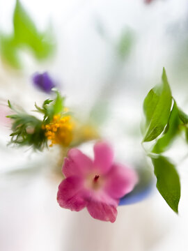 Abstract colored bouquet of mimosa and hellebore on a white blur background