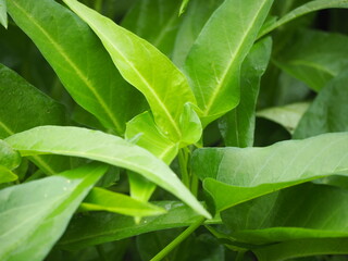 家庭菜園　空心菜