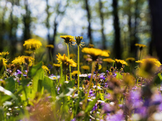 Springtime flower field meadow with dandelions and daisies