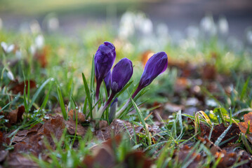 Close up image of three purple crocuses with a bokeh effect background 