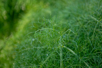Close up macro image of a fennel plant covered in water droplets 