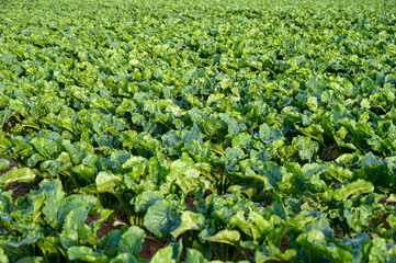 Spinach growing in the field. Young spinach leaves growing in rows in spring. Agriculture.