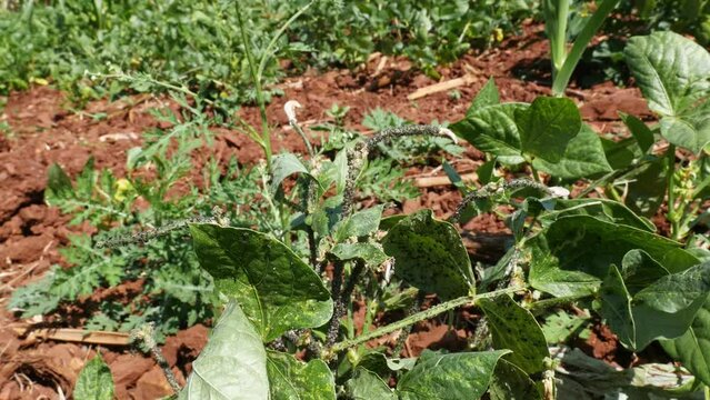 A closeup of cowpea plants with a heavy aphid attack