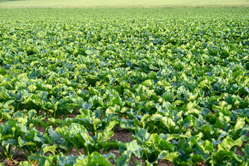 Spinach growing in the field. Young spinach leaves growing in rows in spring. Agriculture.