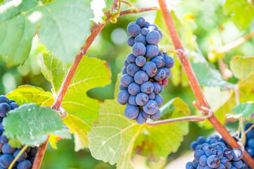 Close-up blue wine grapes hang on a vine plant in a wine country during autumn, green leafs around the grapes