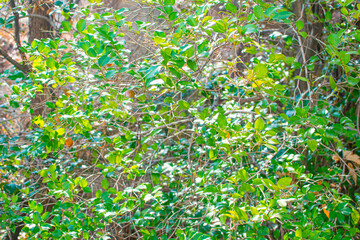 green leaves sprouting new leaves