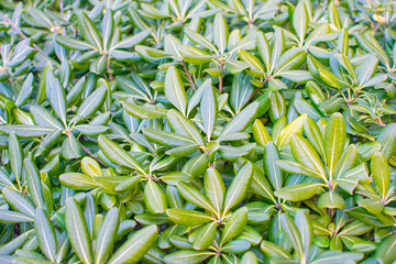 green leaves sprouting new leaves