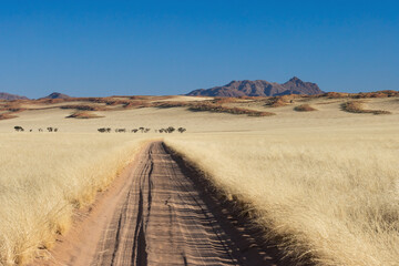 stunning vast landscape with car track in Namibrand Wolwedans