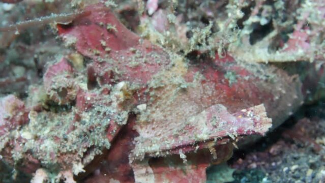 Fabulous Scorpionfish hiding on ocean floor in Tulamben. Marvelous Scorpionfish in Tulamben is well-hidden on the ocean floor, due to its incredible ability to blend in with its surroundings.