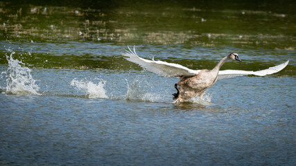 Jeune cygne sur l'eau 