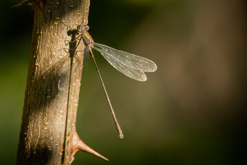 Zigoptère ou Demoiselle posée sur une branche