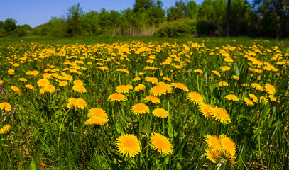 Obraz premium spring forest glade covered by grass and yellow dandelion flowers, spring outdoor natural background