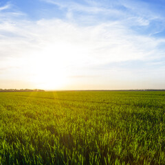 summer green rural wheat field at the sunset, seasonal agricultural background