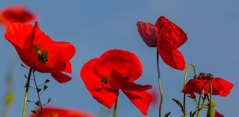 red poppy flowers on blue sky, beautiful summer natural flower background