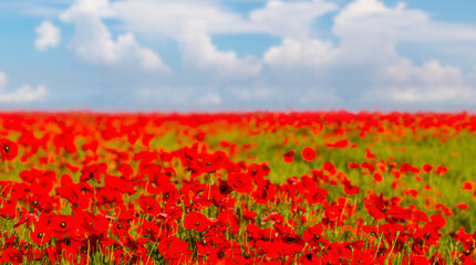 red poppy flowers in prairie on blue cloudy sky, beautiful summer natural flower background