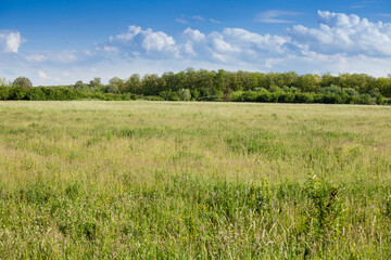 Grass field, set aside, a fallow field, uncultivated, with its typical green color, at spring, with some trees blooming and blossoming in Voivodina, the most agricultural part of Serbia..
