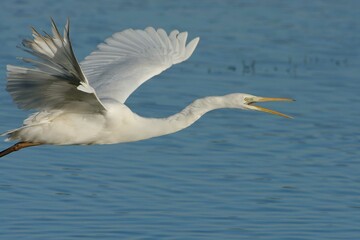 Great Egret (Ardea alba) in flight