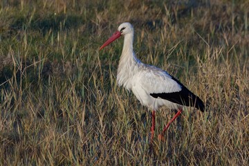 White Stork (Ciconia ciconia) sitting on the ground