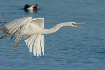 Great Egret (Ardea alba) in flight