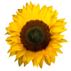 
Sunflower isolated on a transparent background