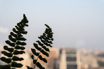 fern in the sky