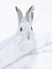 White snowshoe hare or Varying hare closeup in a Canadian winter - 570276705