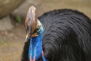 Southern cassowary