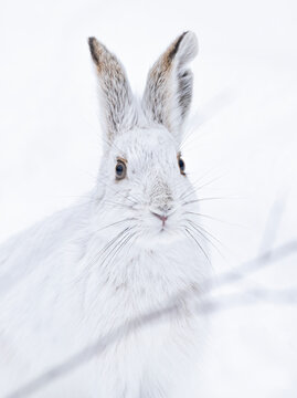 White snowshoe hare or Varying hare closeup in a Canadian winter