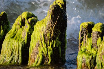 Old wooden breakwaters covered with green algae. Beach on the Baltic Sea.